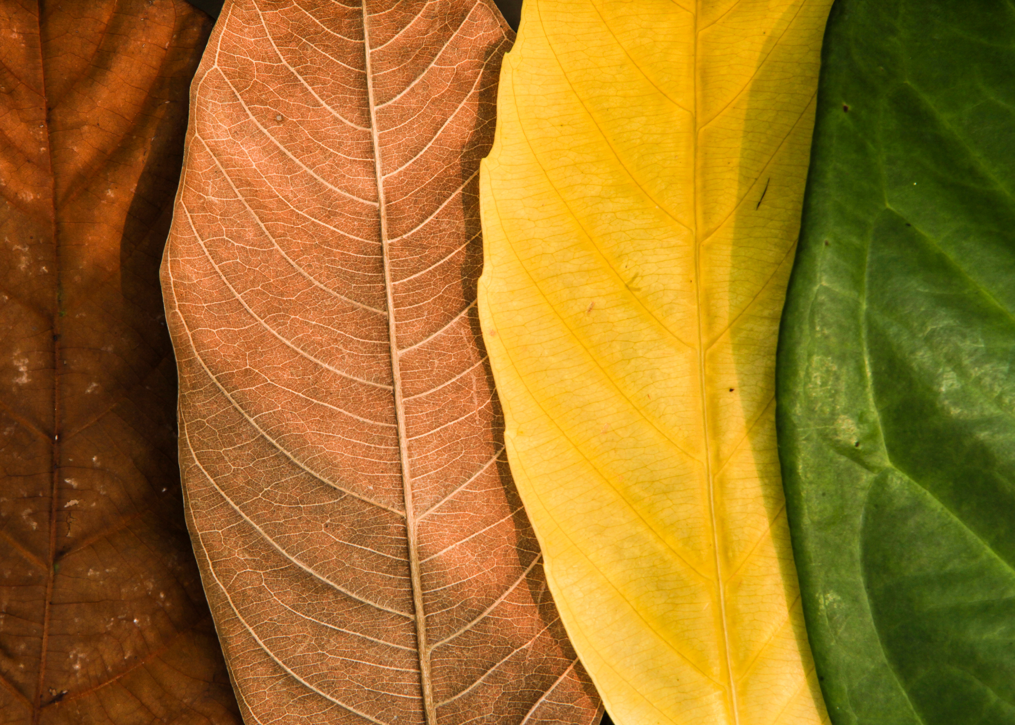 Seasonal leaves