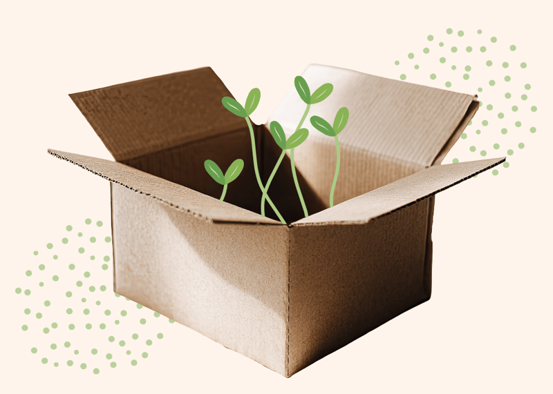 Sprouts growing out of a custom box